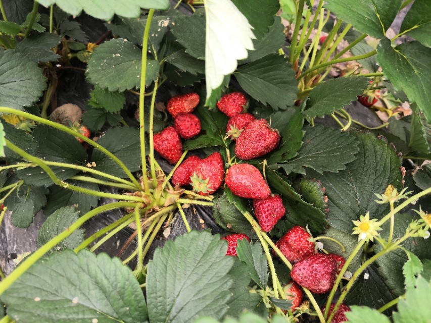 长沙附近摘草莓的地方在哪里,长沙开福区周边摘草莓的地方