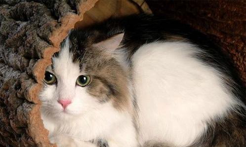 各种猫咪价位,猫咪必买清单及价格