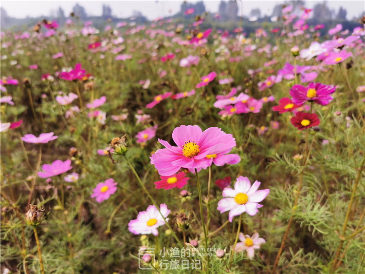 西安适合拍照的湿地公园,西安湿地公园赏花