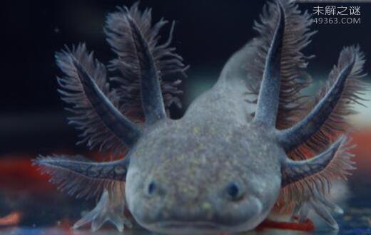 六角龙鱼怎么养图片,六角龙鱼怎么养长得快