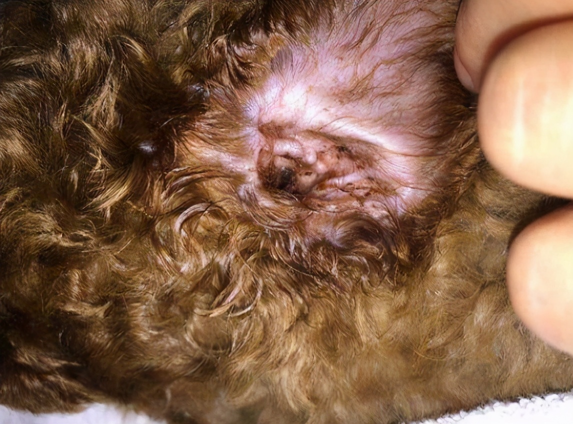 新手养狗泰迪怎么选择狗粮,新手养狗泰迪基础知识