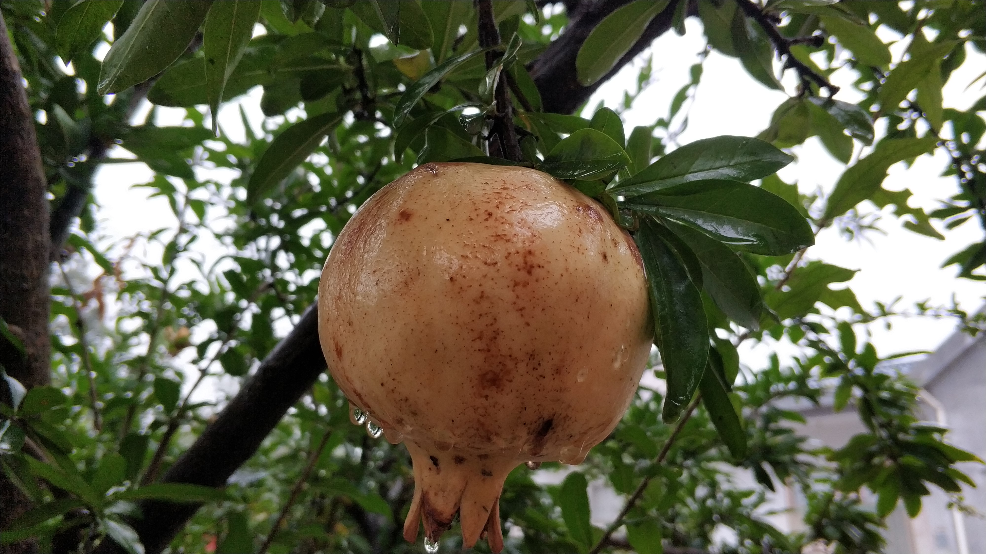 水果鉴别的方法,水果辨认方法和技巧
