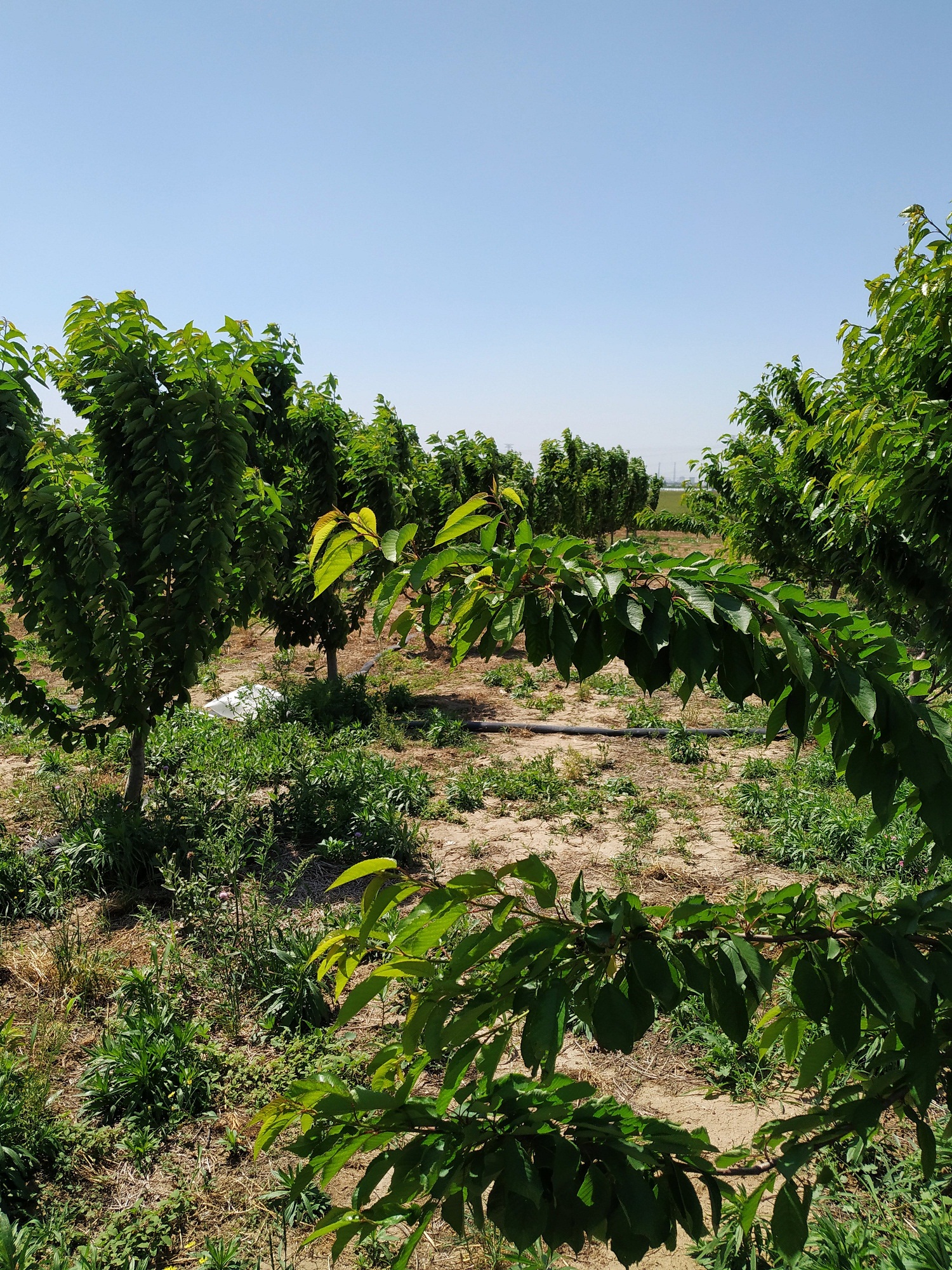 一种农药可以防治几种害虫,根瘤病果园管理