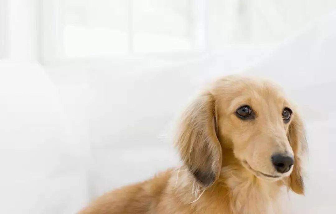 狗狗呕吐拉稀怎么解决,狗狗拉稀和呕吐吐的是狗粮怎么办