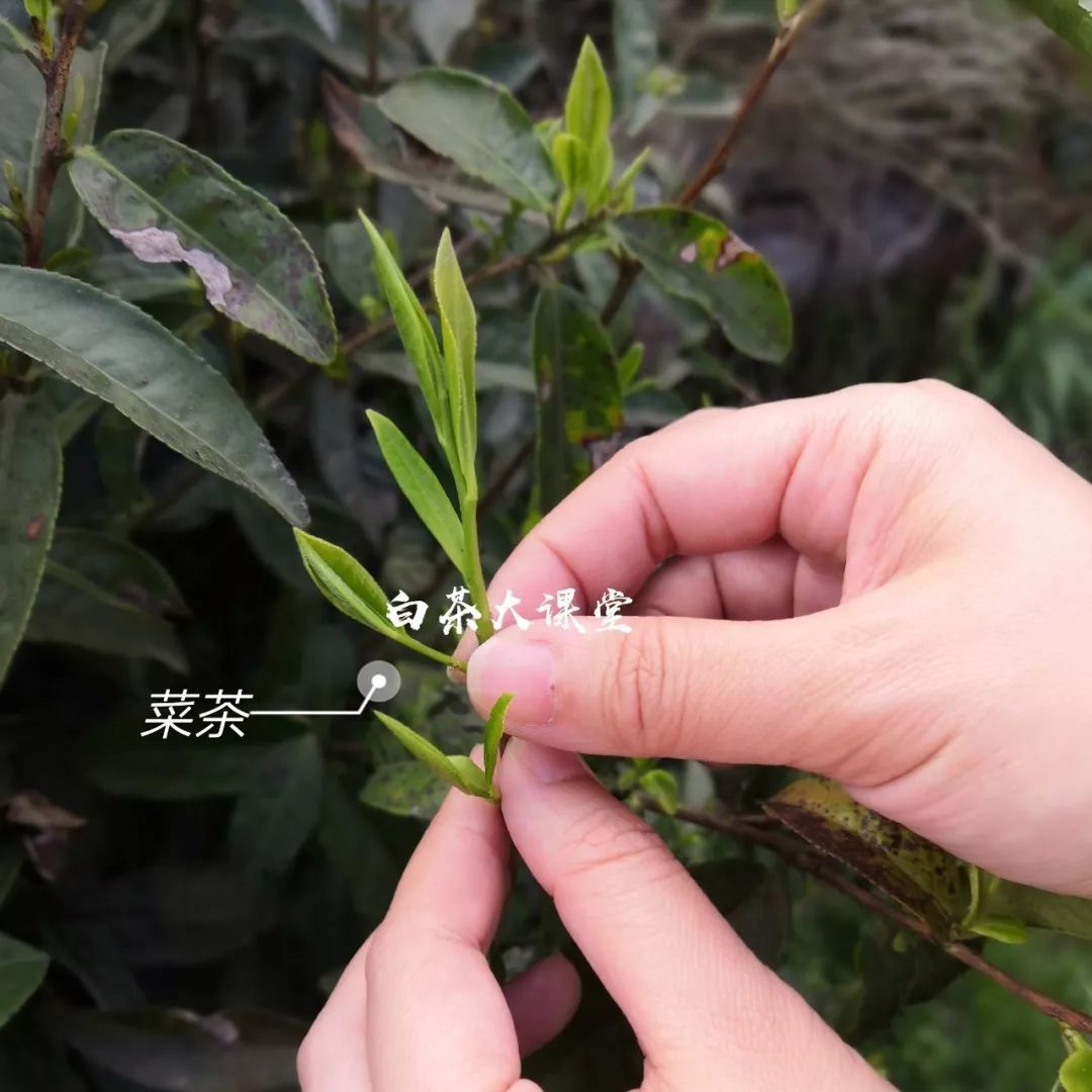 白茶是什么？咱们坐下来，好好聊一聊