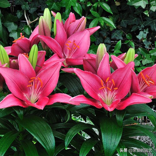 百合这样养很快就能花香四溢,百合花这样养花朵大香味迷人