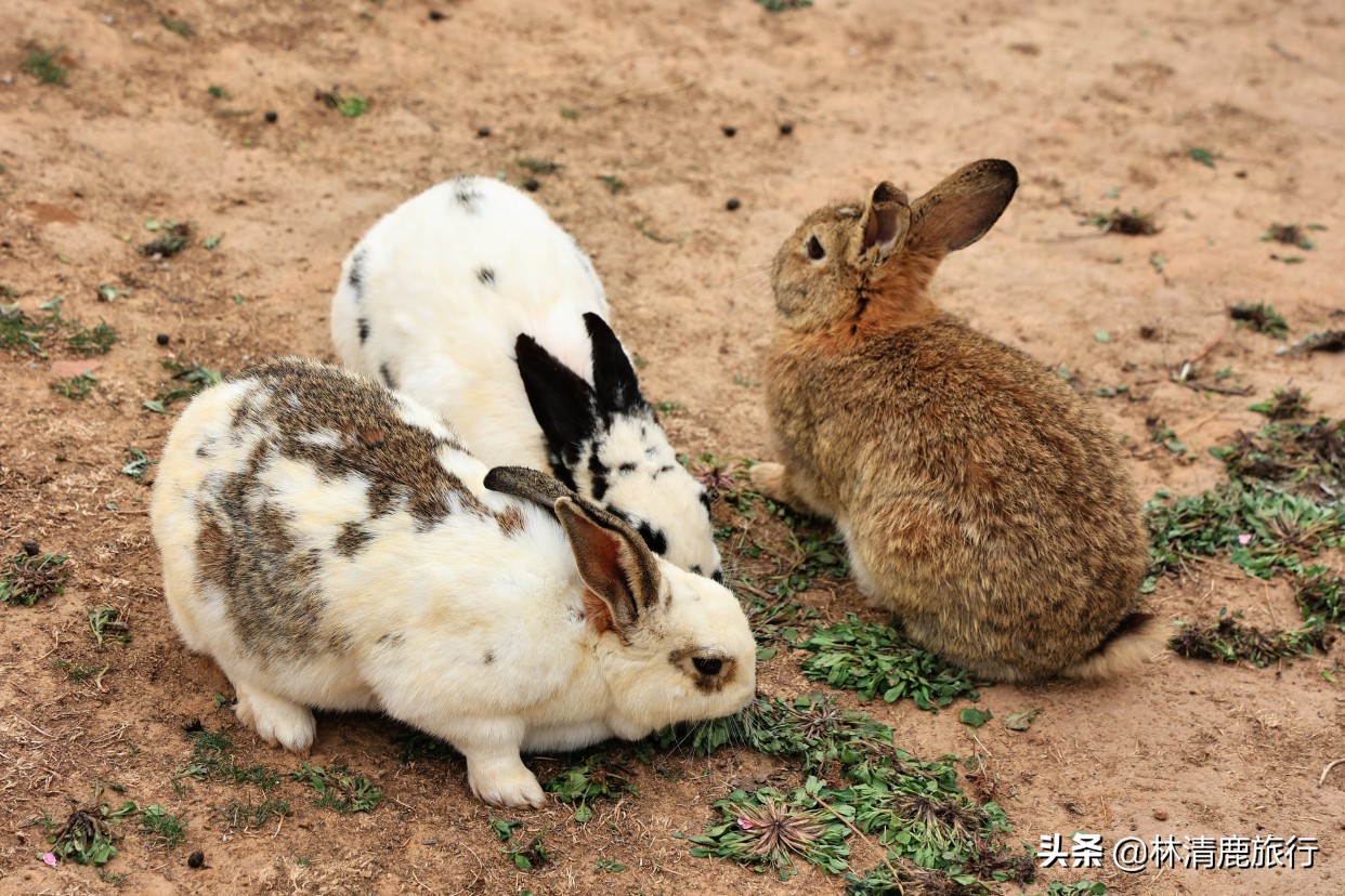 郑州登山景区,郑州看小鹿的景区有哪些