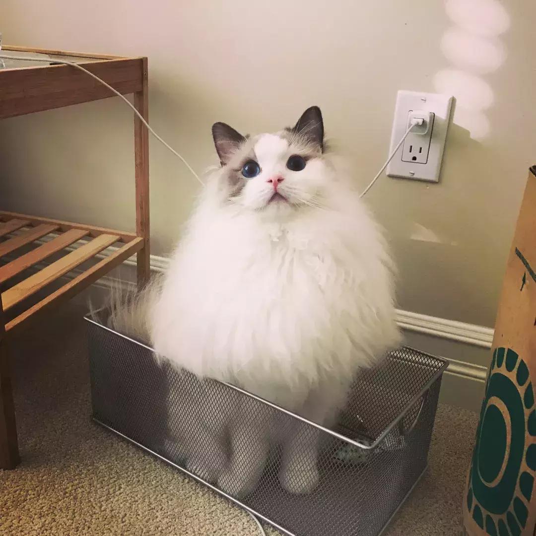 抱猫的三种正确姿势，让撸猫更有技巧，铲屎官免于被猫咪抓伤！