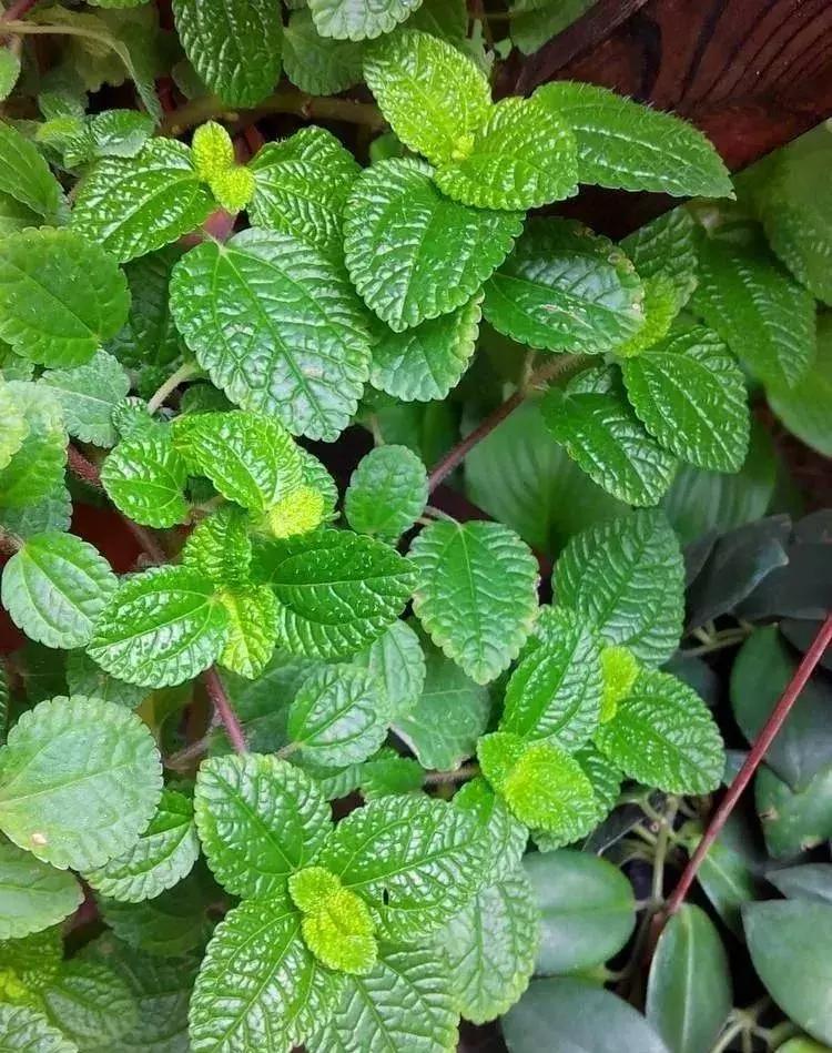 净化空气甲醛最怕的十种花,什么花草吸收甲醛最好还好养