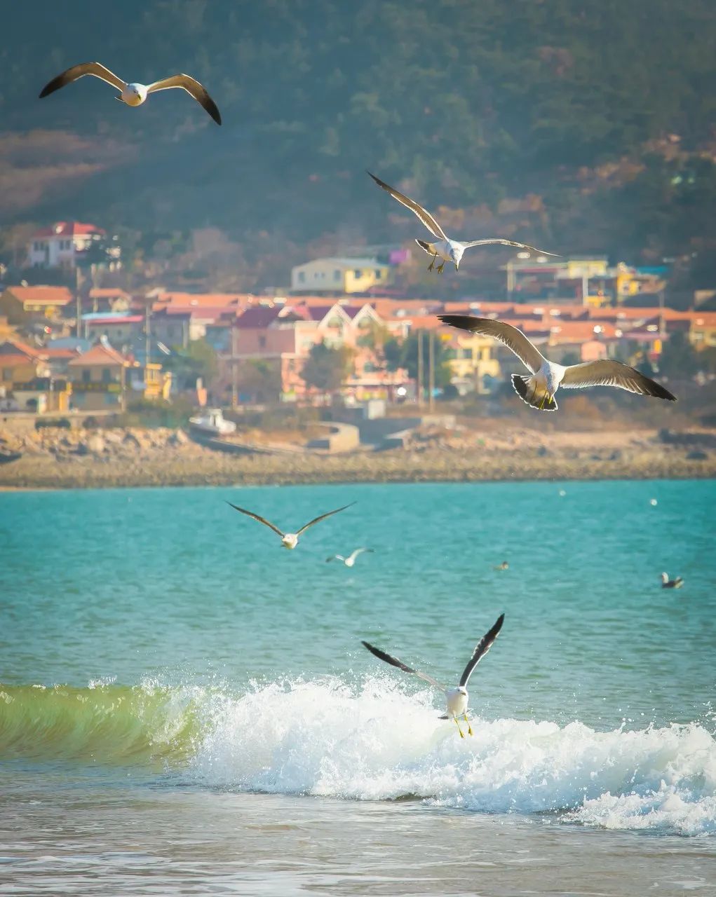 海滨老城泡桐花 (海滨老城紫色泡桐花)
