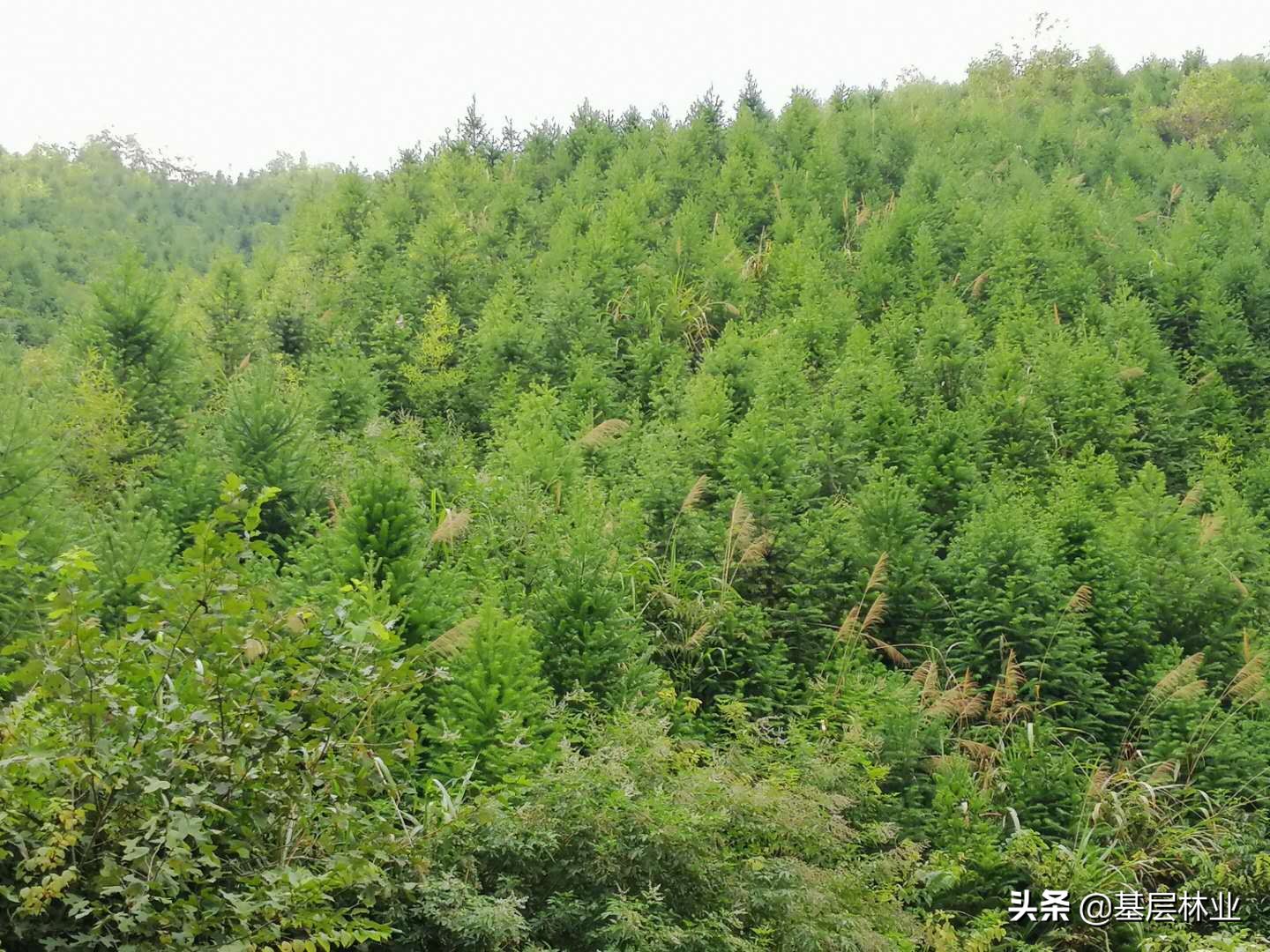 杉木林种植效果怎么样,杉木种植几年可以砍伐