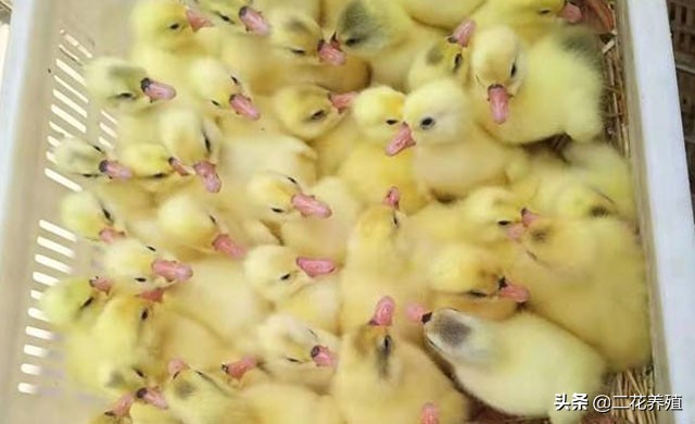 小鹅拉白粪喂什么药?鹅拉白色粪便怎么办?教你一招快速解决