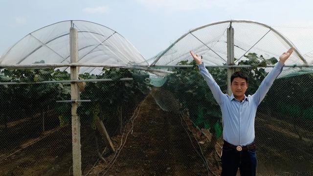 农村种植葡萄一年收入,农村种植葡萄年入500万