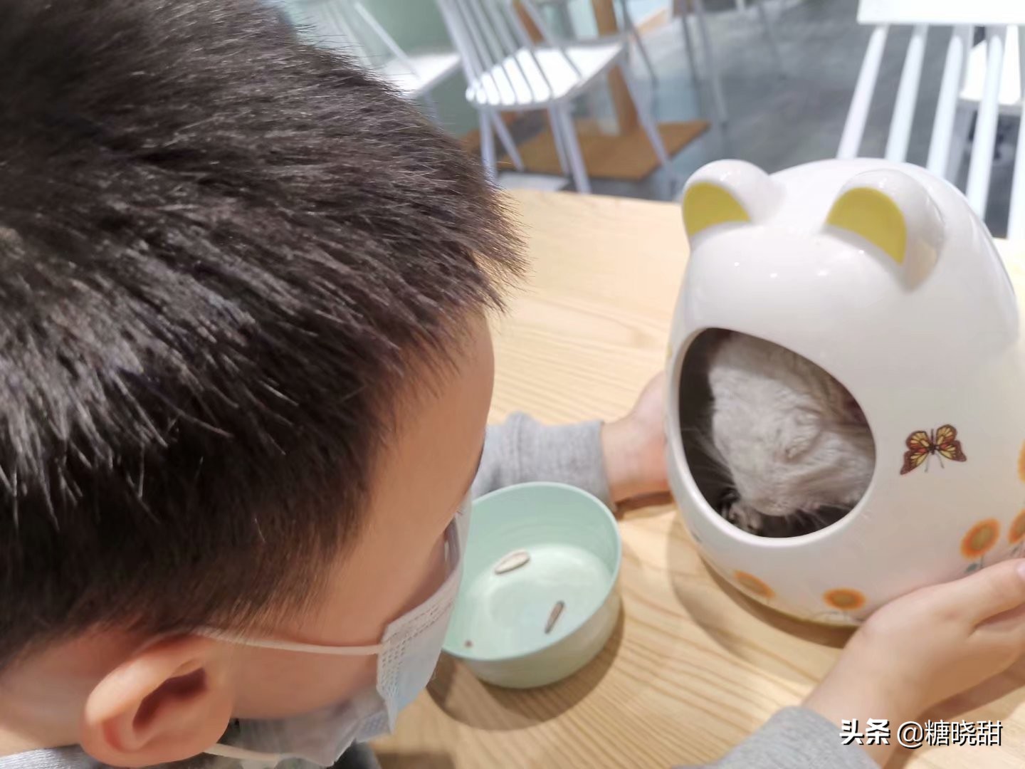 龙猫土拨鼠蜜袋鼯,龙猫真是太可爱了心都要被萌化了