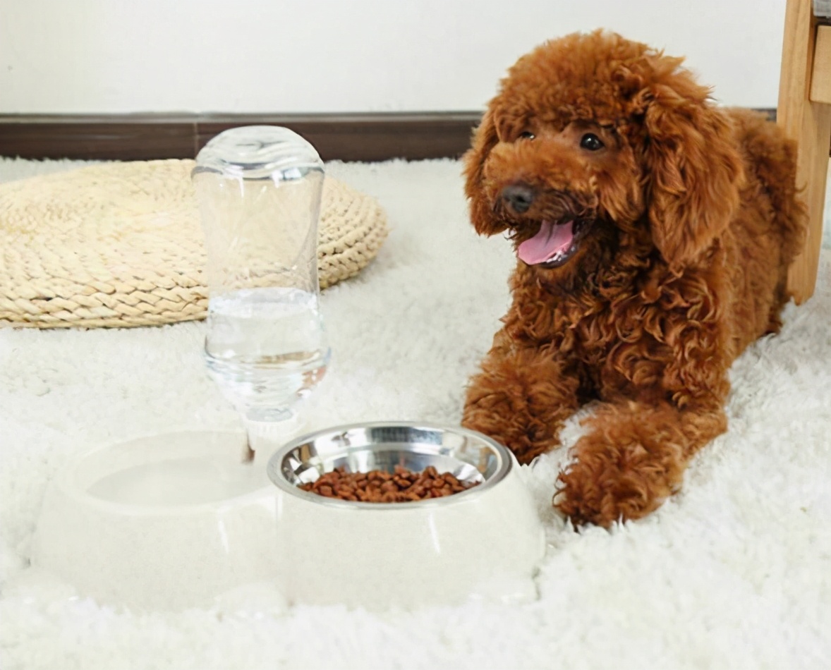 泰迪幼犬饲养日常注意哪些,泰迪饲养全攻略以及注意事项