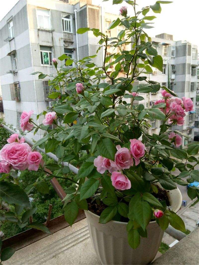 是爬藤月季好养还是矮桩月季好养,最合适种在楼顶的月季