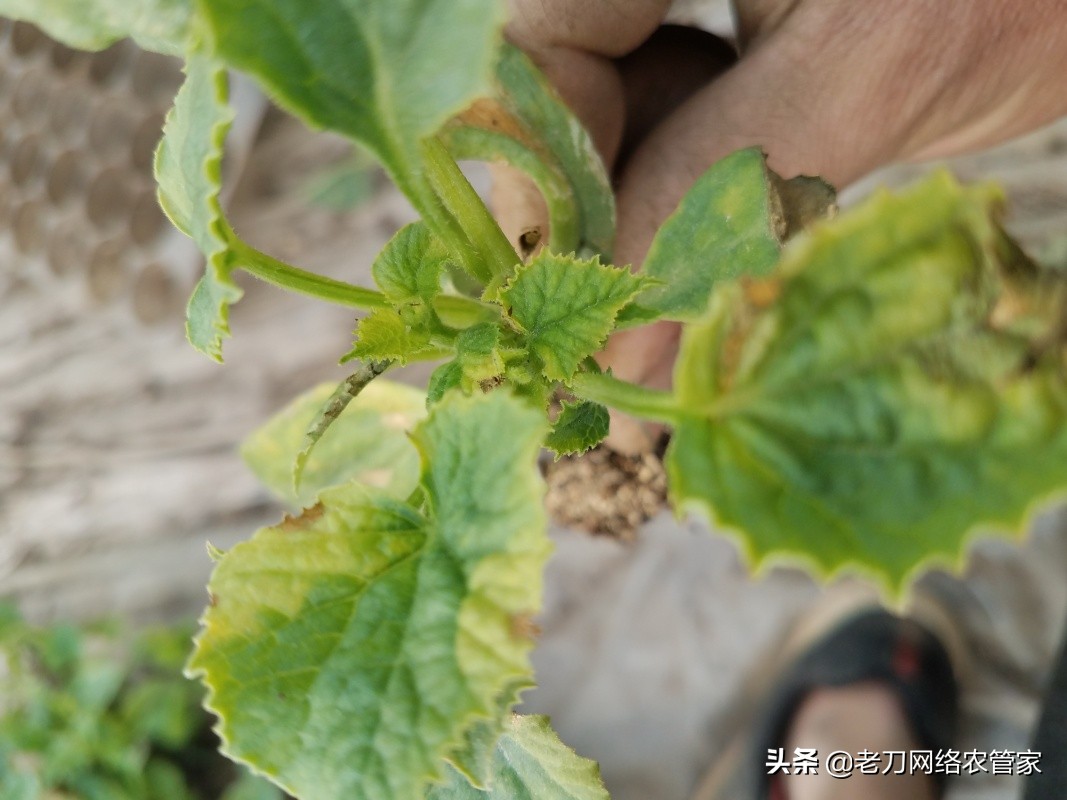甜瓜得了病怎么治,久红瑞甜瓜病害图片及其防治方法