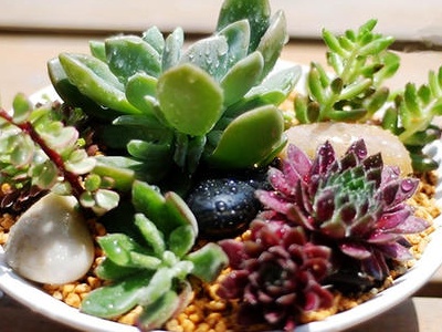 多肉情人泪夏季养护,多肉夏季的养护和注意事项