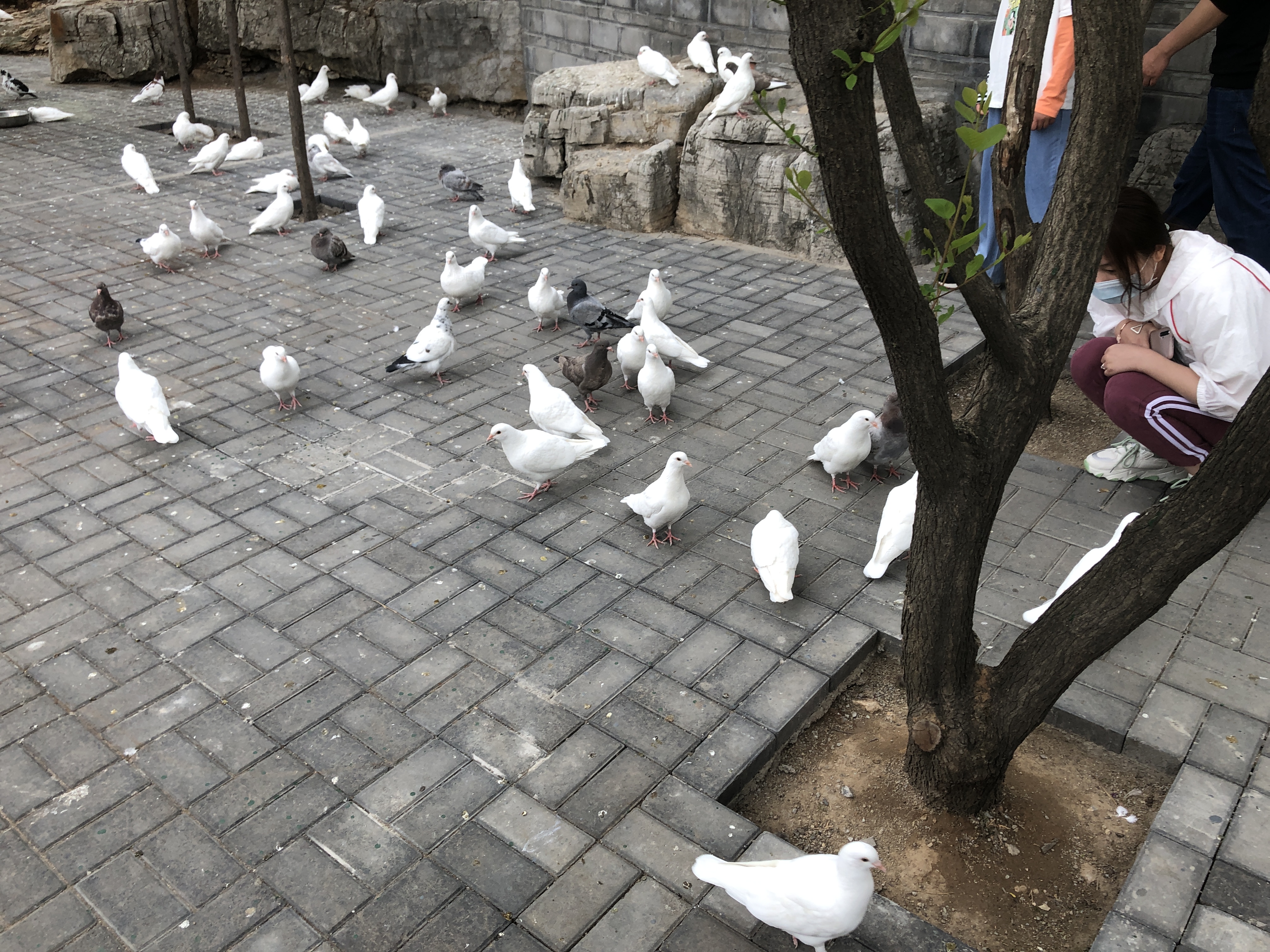 博山开元溶洞一日游,博山开元溶洞门票多少钱一个人