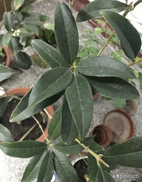 桂花用黄土还是营养土好,养了5年的花枯萎