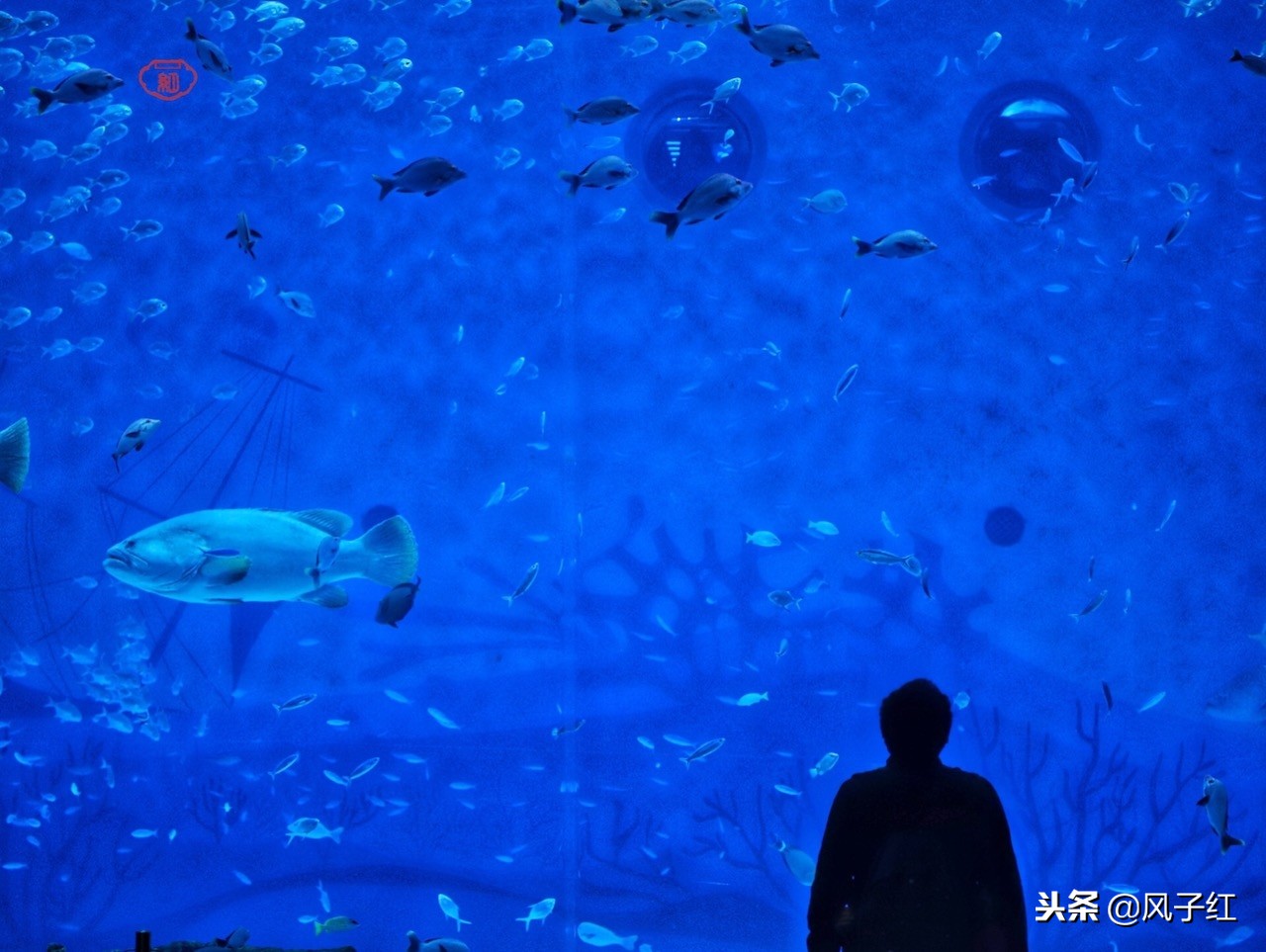 上海新地标丨海昌海洋公园一日游园玩法攻略