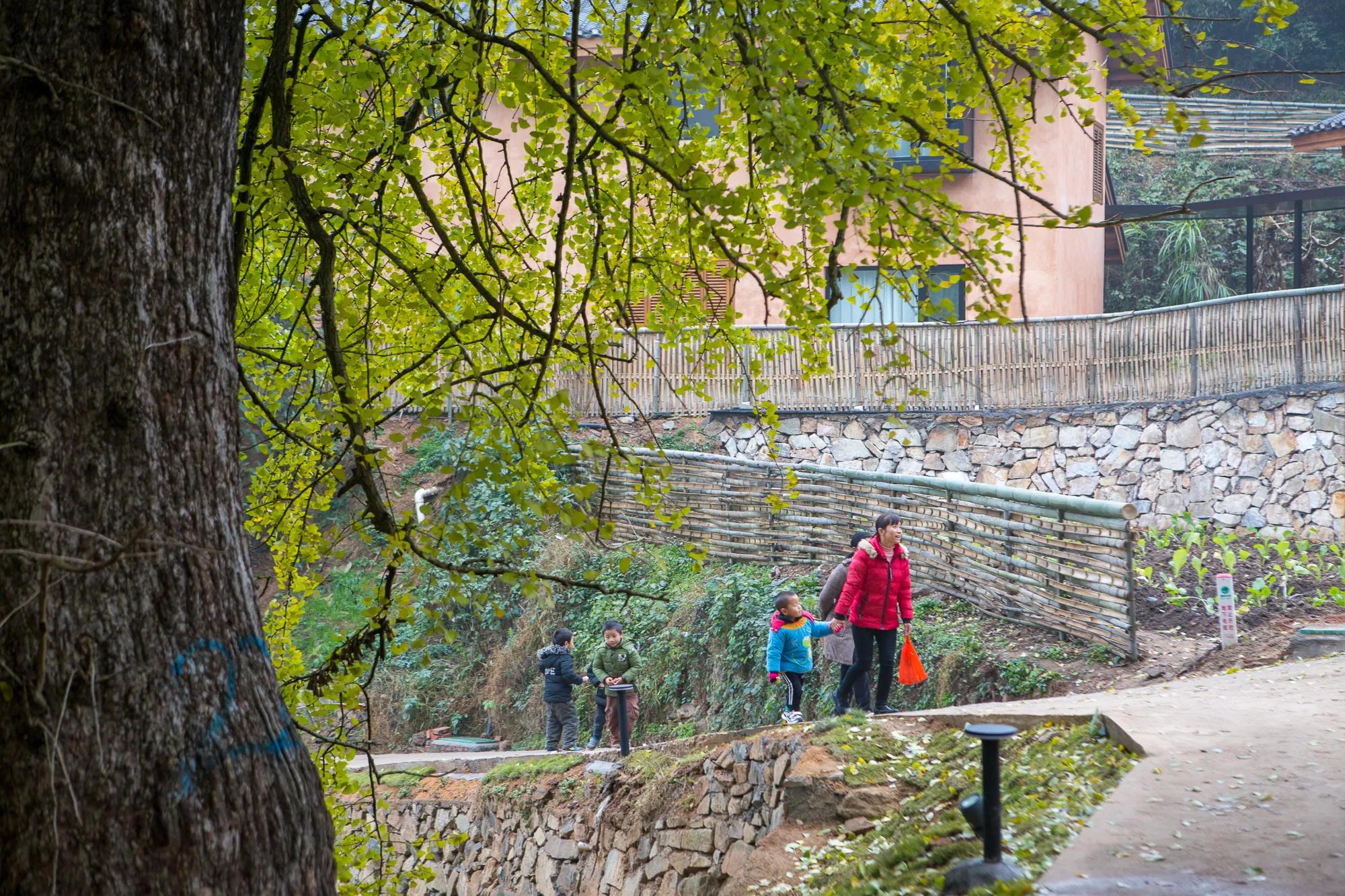 高岭古村银杏,高岭乡高岭村