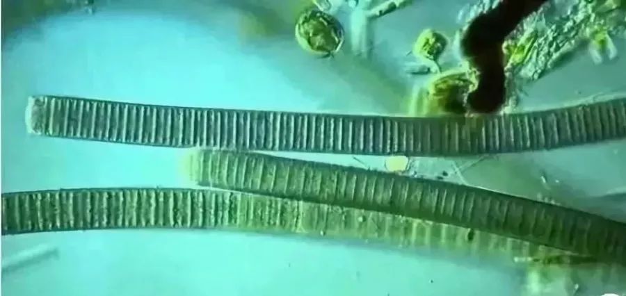 水中常见的绿藻,列举哪些常见藻类是绿藻