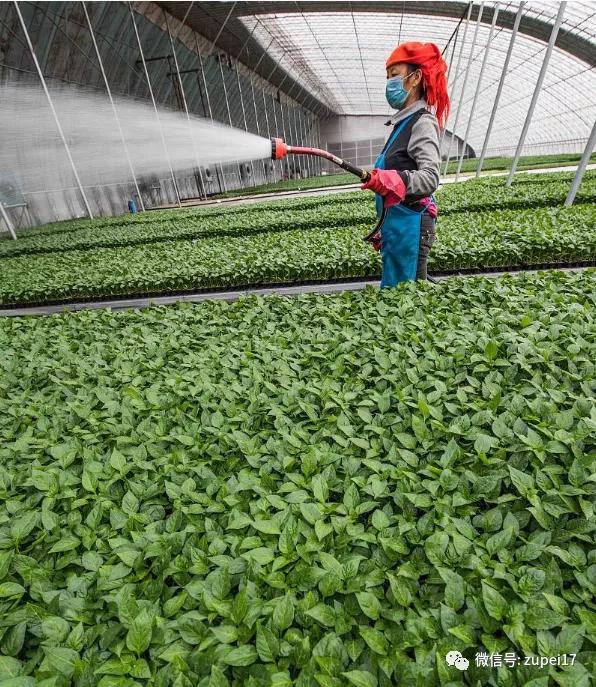 小型温室大棚用什么样的大棚,塑料大棚对比玻璃大棚