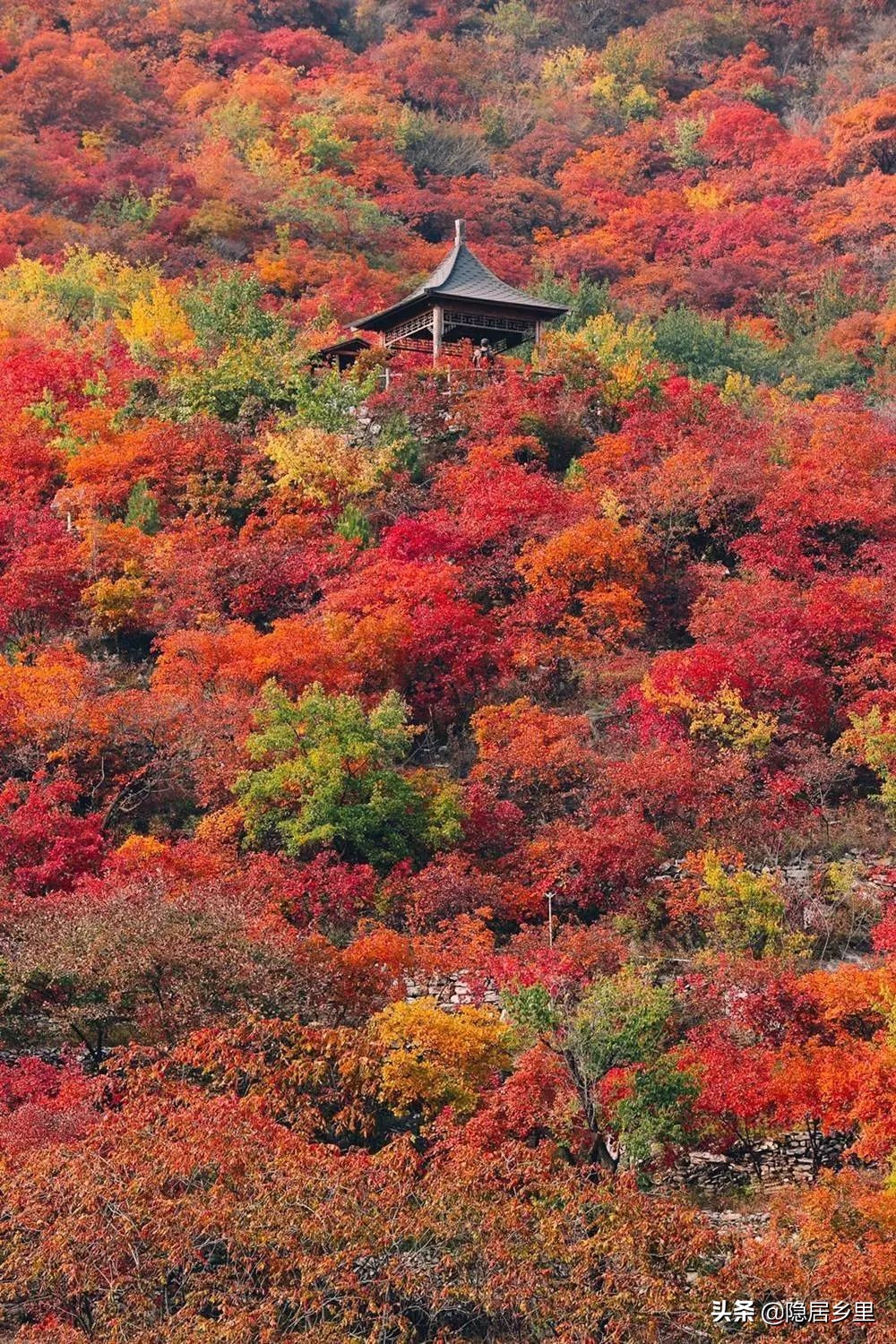 亲子京郊游红叶,国庆去北京看红叶攻略