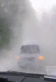 被柳絮困扰,被柳絮搞到崩溃是什么体验