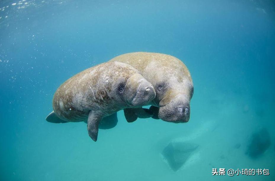 海洋里的动物怎么喝奶,海洋哺乳动物是如何哺乳的