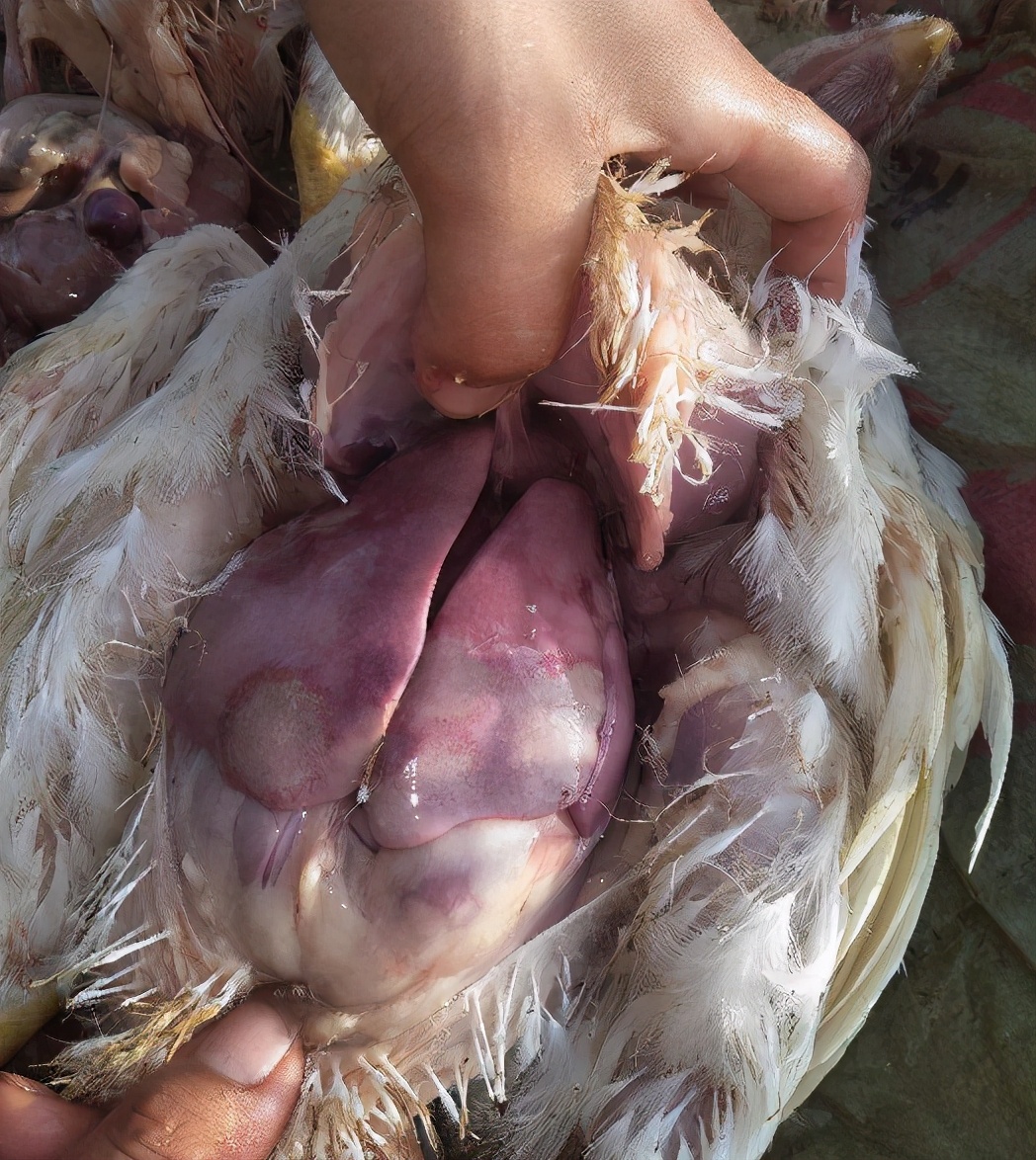 家禽保肝护肾的功效与作用,家禽保护肠道的重要性