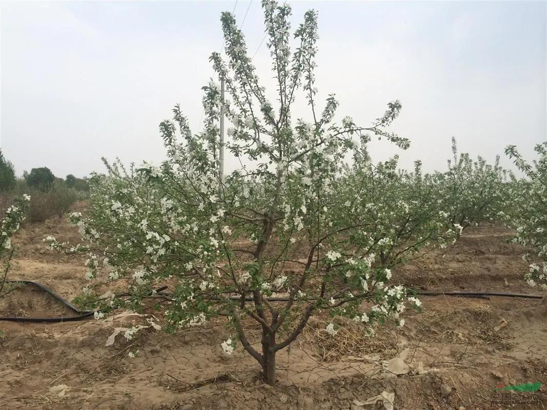 乐都沙果消失的原因,乐都的沙果比鸡蛋大