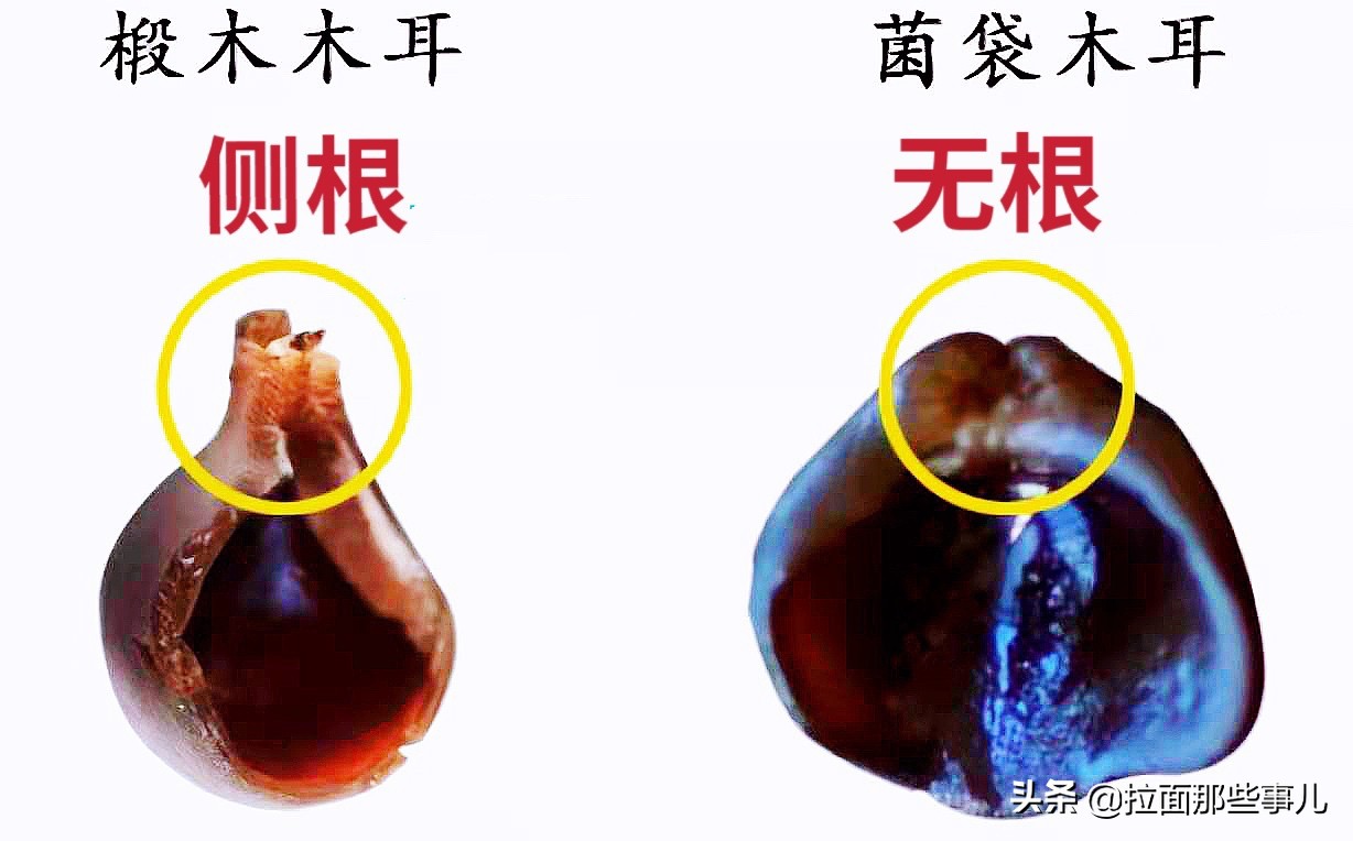 买黑木耳厚的好还是薄的好,买木耳的最忌讳是什么