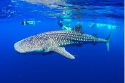 吃鱼翅犯法吗,吃鱼翅犯不犯法