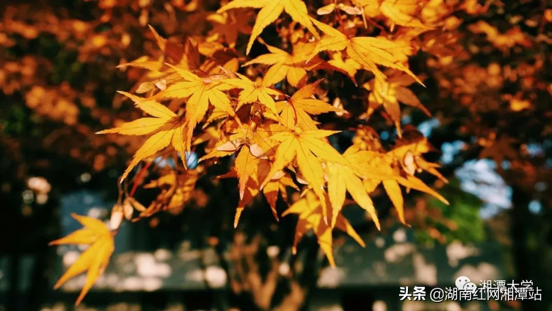 湘潭大学图,湘潭大学是湘大校友最多的大学