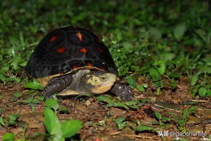 黄缘龟新手指南,怎么挑选黄缘龟