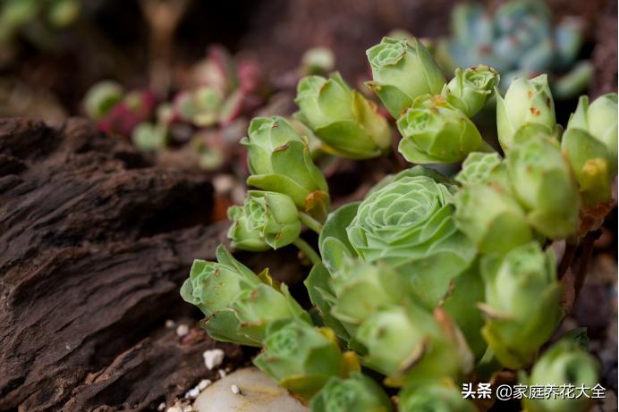 多肉不长根怎么办小妙招,多肉怎么快速养粗老桩