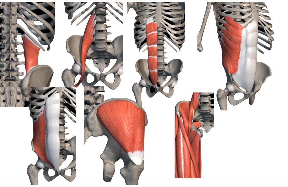 腰腹部肌肉锻炼方法图解,腰腹肌侧肌锻炼方法