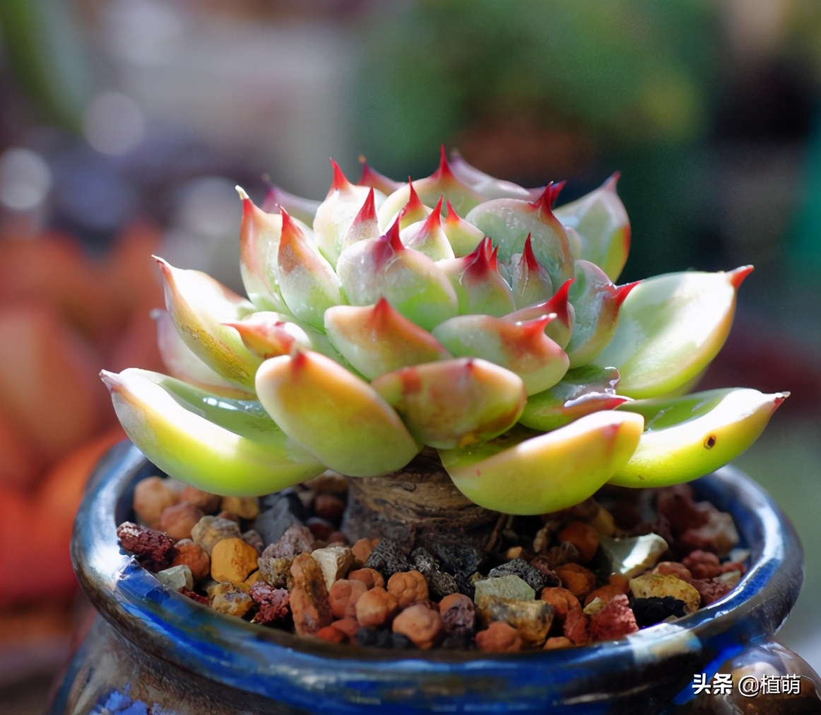 多肉吉娃娃单头多头哪个好看,多肉吉娃娃只有头没有根该怎么养