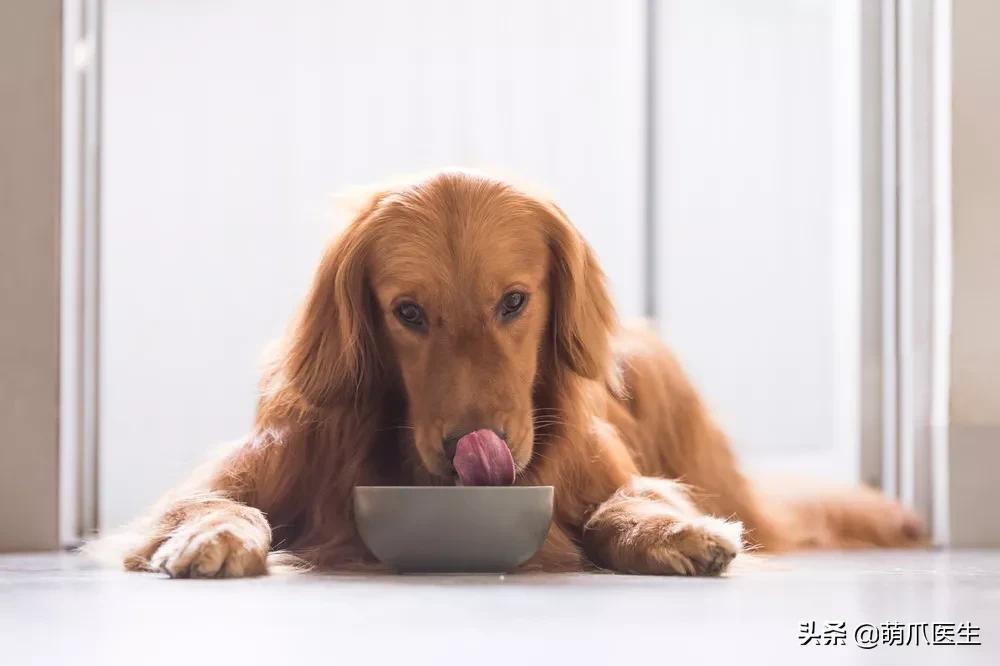 猫狗不能吃米吗,猫狗不能吃人类调料吗