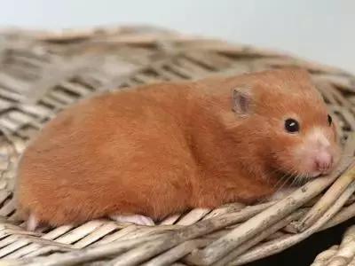 仓鼠的种类习性详细介绍,仓鼠有哪些亚种种类