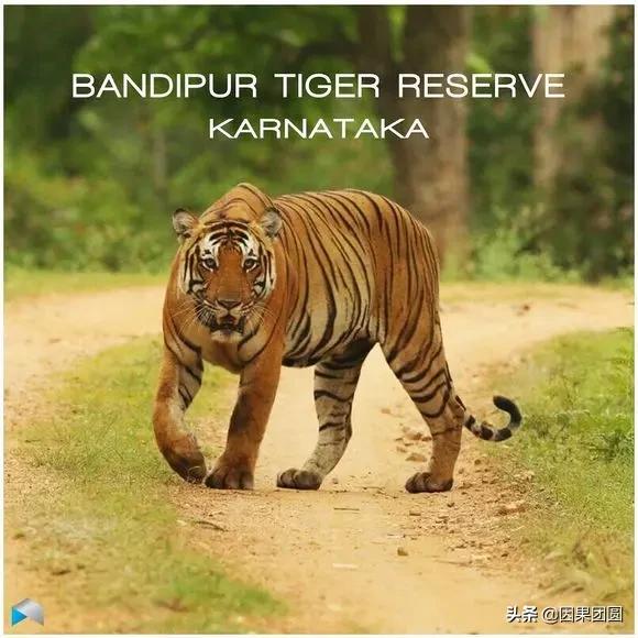 虎王拉贾孩子,虎王拉贾儿子怎么死的