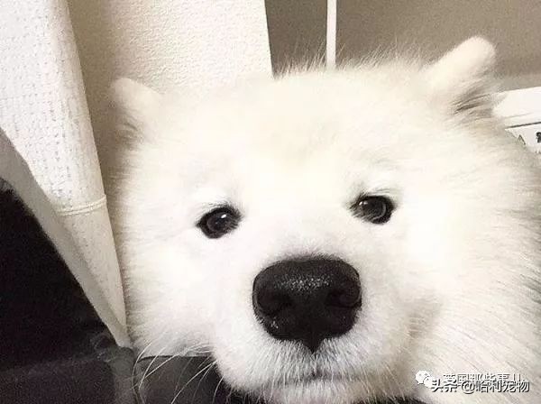 要狗看门？千万别选萨摩耶！这货除了笑不会干别的了