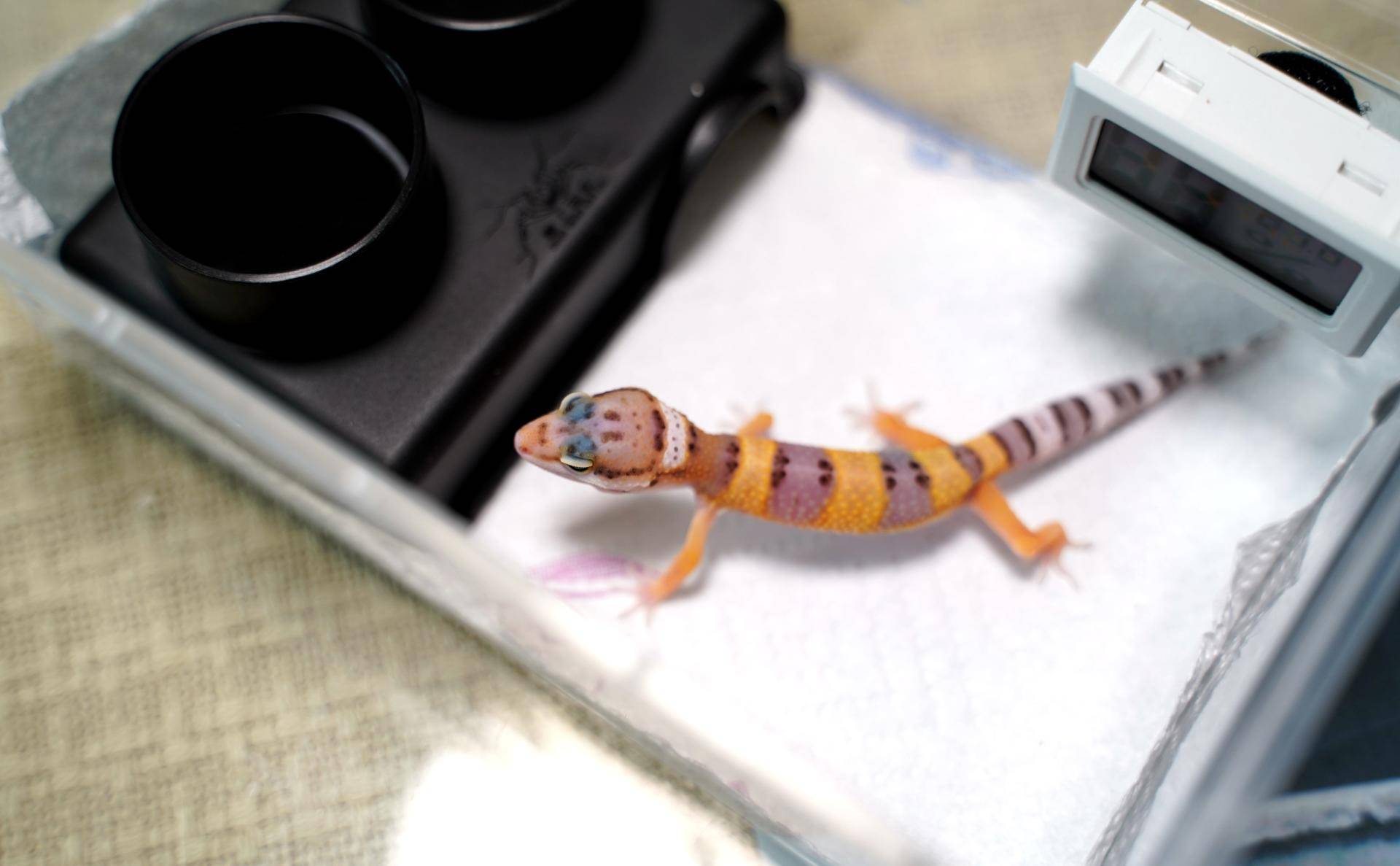 新手如何饲养一只豹纹守宫知乎,如何养好一只豹纹守宫