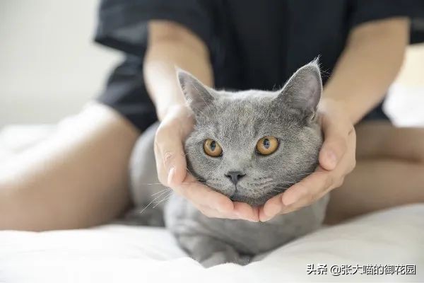 猫咪生过小猫还要绝育吗,为什么不建议猫生一窝再绝育