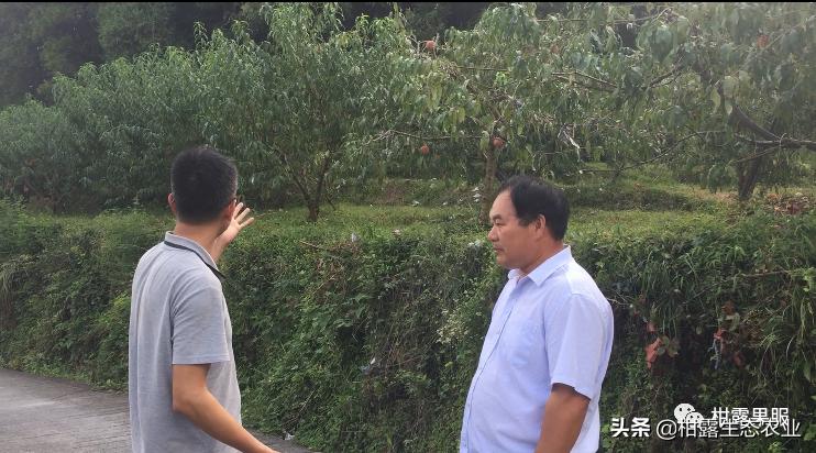 今年桃子苗有什么好品种,什么品种桃子市场行情好