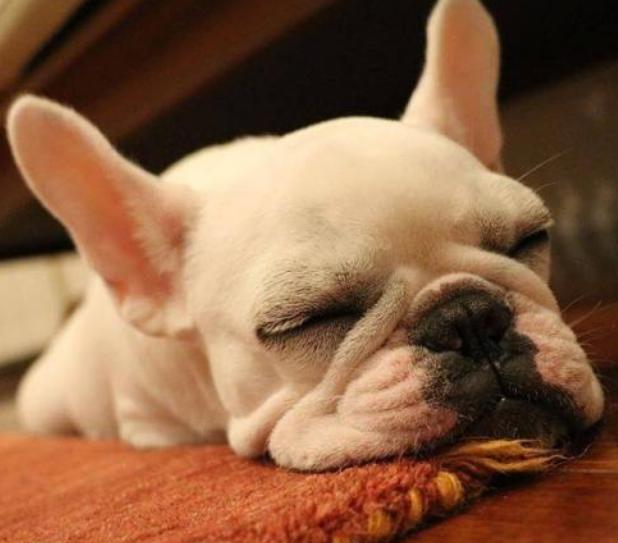 养斗牛犬怎么样,蓝色法国斗牛犬优缺点