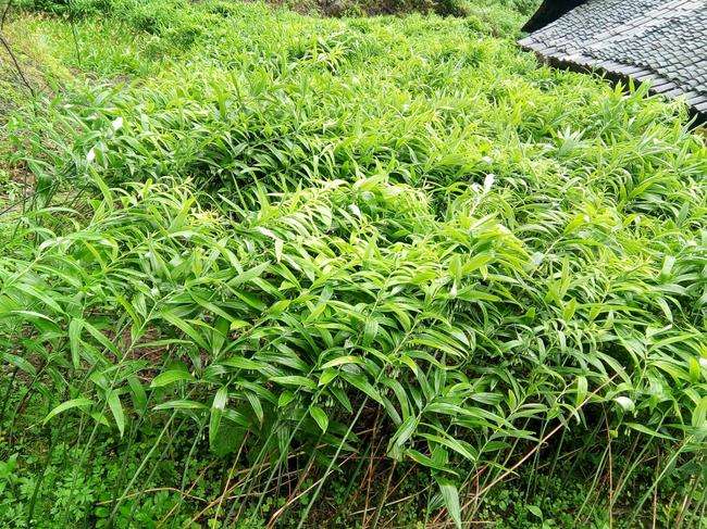 鸡头黄精种植前景,种植黄精药材未来的市场怎么样