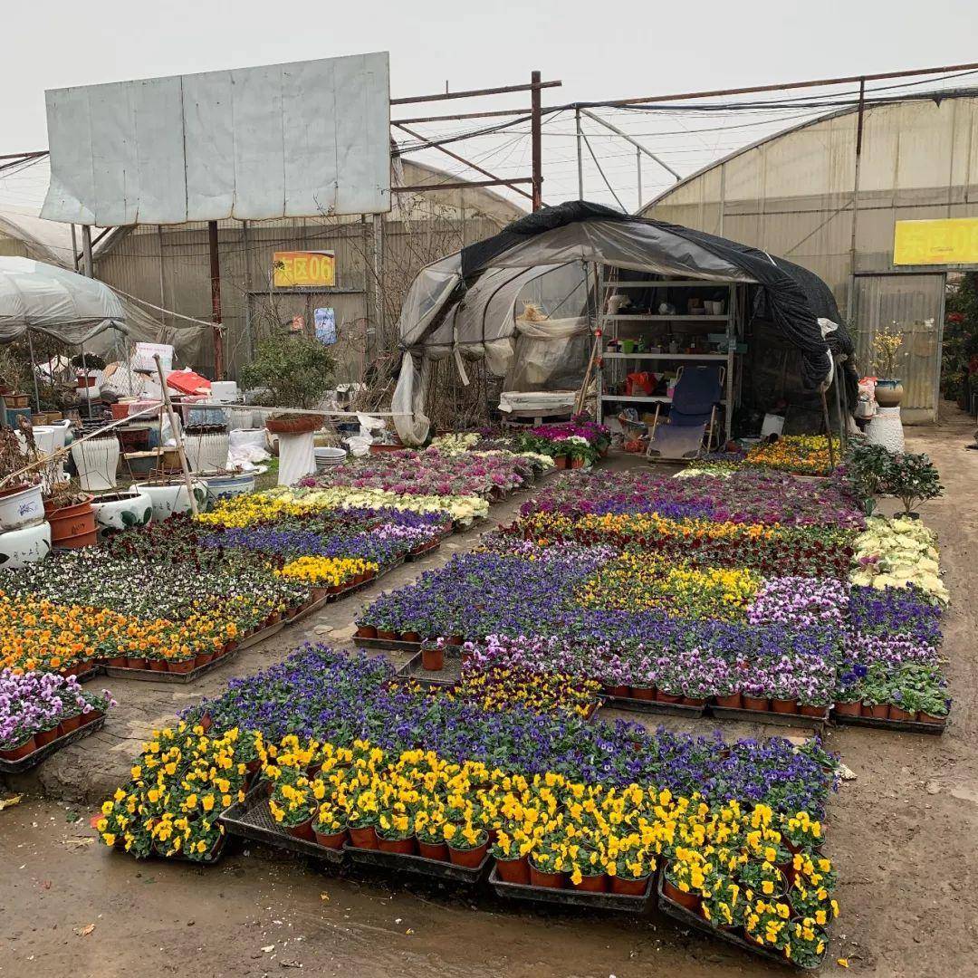 南京十大花鸟批发市场,南京最全的花卉市场